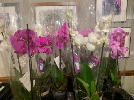 orchid plants