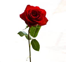 Red rose