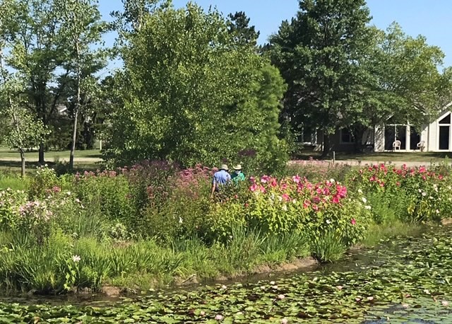 center pond - summer flowers
