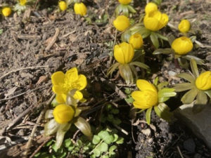 Winter Aconite