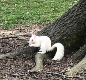 White Squirrel under tree