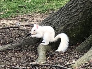 White Squirrel under tree