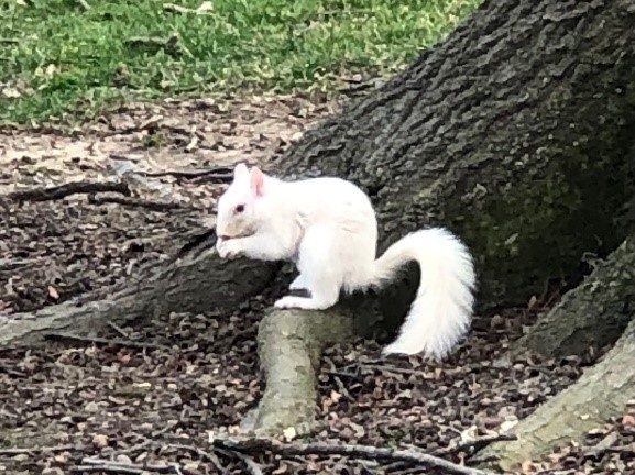 White Squirrel under tree