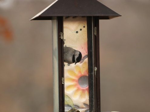 Bird in empty feeder