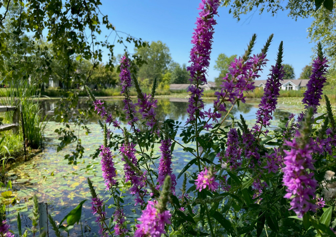 pond with purple flowers