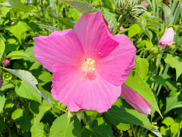 Pink flower