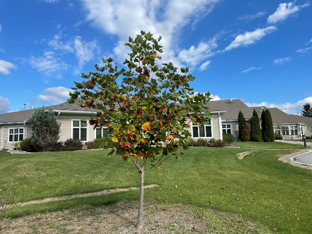 fall tree and heiser building