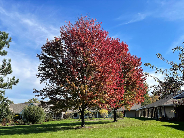 Fall tree