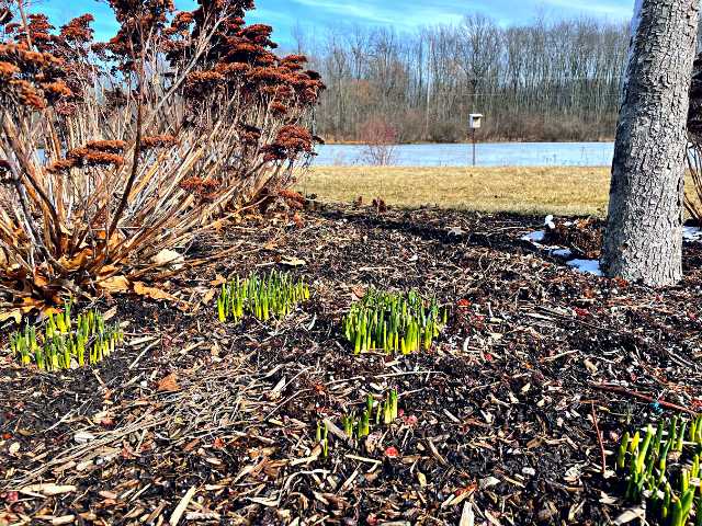 Spring flowers