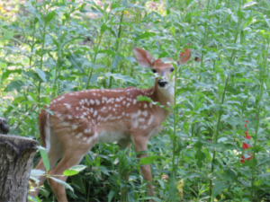 fawn