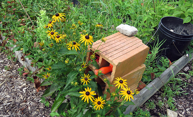 Community Garden plot - at Kendal