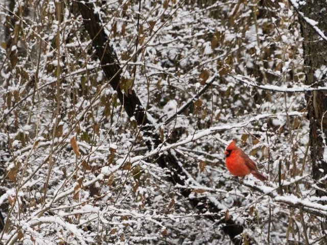 Winter Birding in Ohio